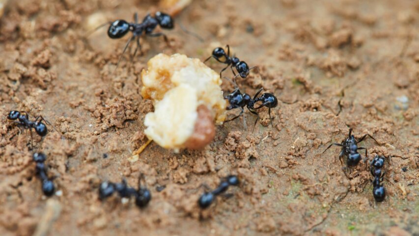 How to Stop Ants from Invading Your Kitchen