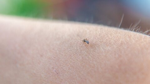 Bug Bites and Kids: Prevention, Treatment, and When to Worry