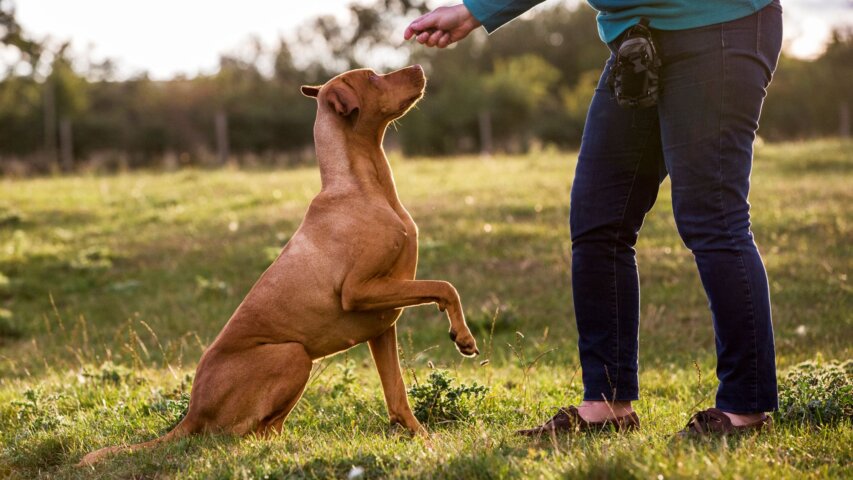 5 Common Dog Training Mistakes and How to Avoid Them