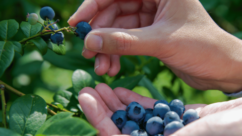 Fresh from the Field: 4 U-Pick Berry Farms Around Albany, Oregon
