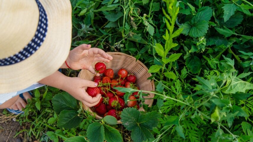 Fresh from the Farm: U-Pick Berries and Local Fruit Stands Near Salem, OR