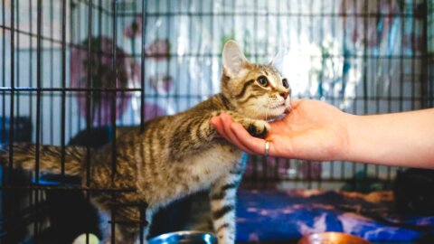 Adopt a Pet in Salem, Oregon: Local Animal Shelters and Rescues