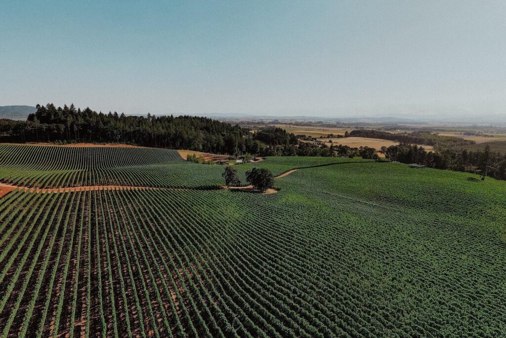 oregon wine country