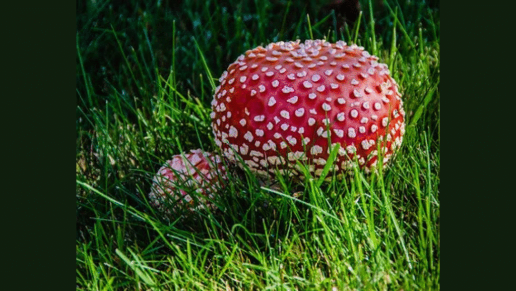 Albany Mushroom Festival