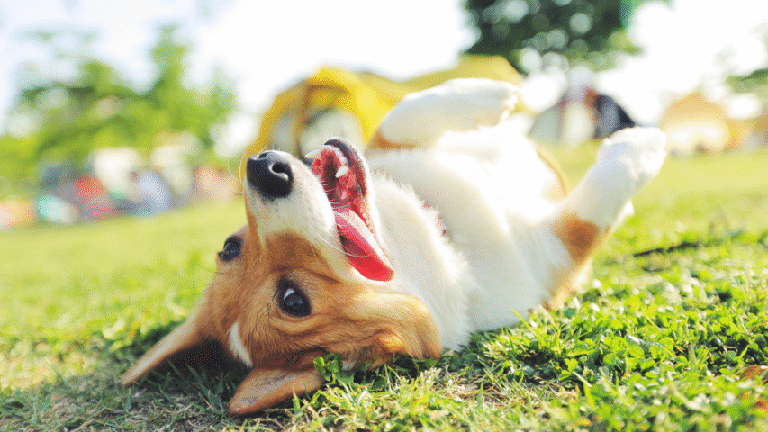 Doggy Daycares & Sitters in the Albany, Oregon Area