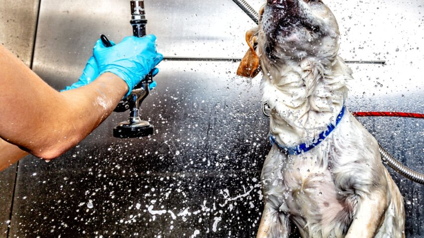 Top-Rated Local Pet Grooming Services in Salem, Oregon