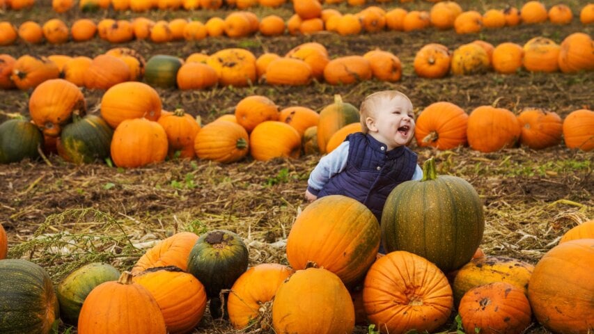 Pumpkin Patches and Harvest Festivals in the Salem Area (2025)