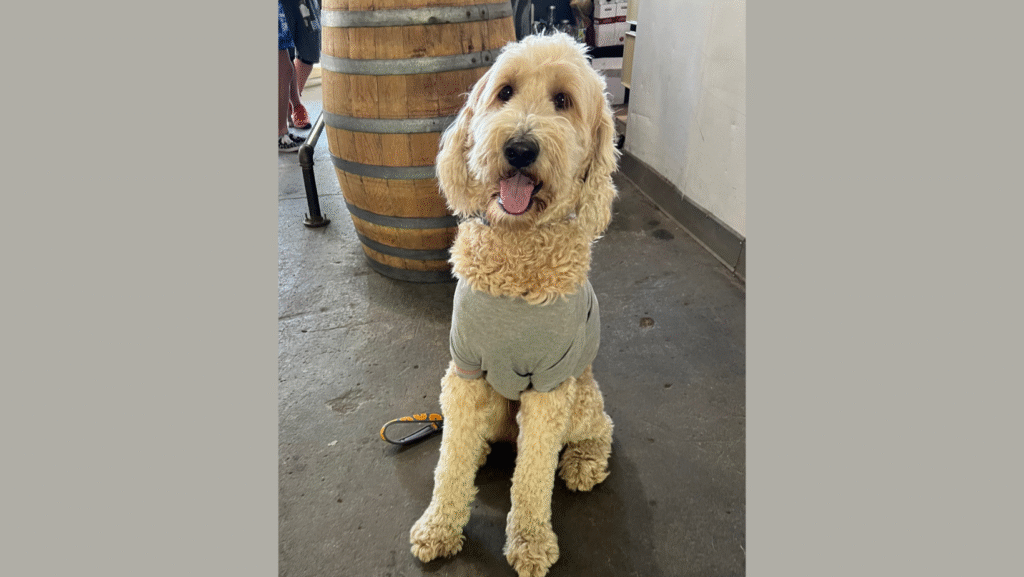 Dogtoberfest