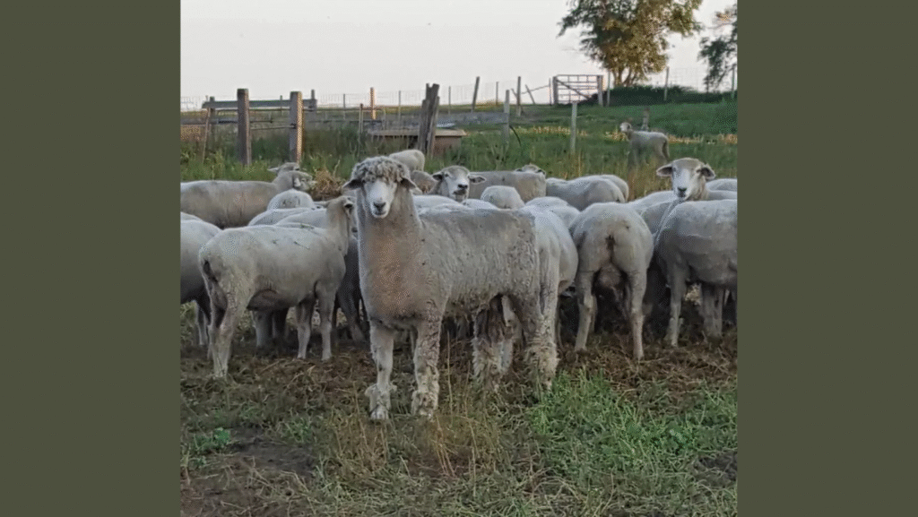 2025 Oregon Flock & Fiber Festival