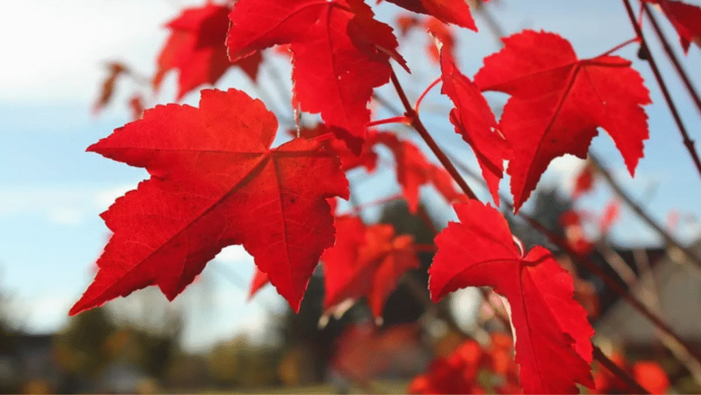 Autumn Arts: Leaf Into Fall