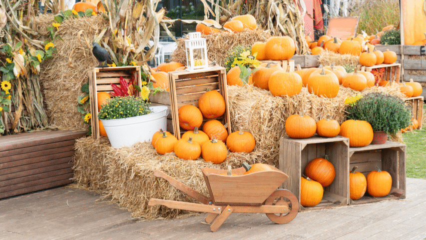 Pumpkin Patches Near Albany, Oregon for Fall 2025