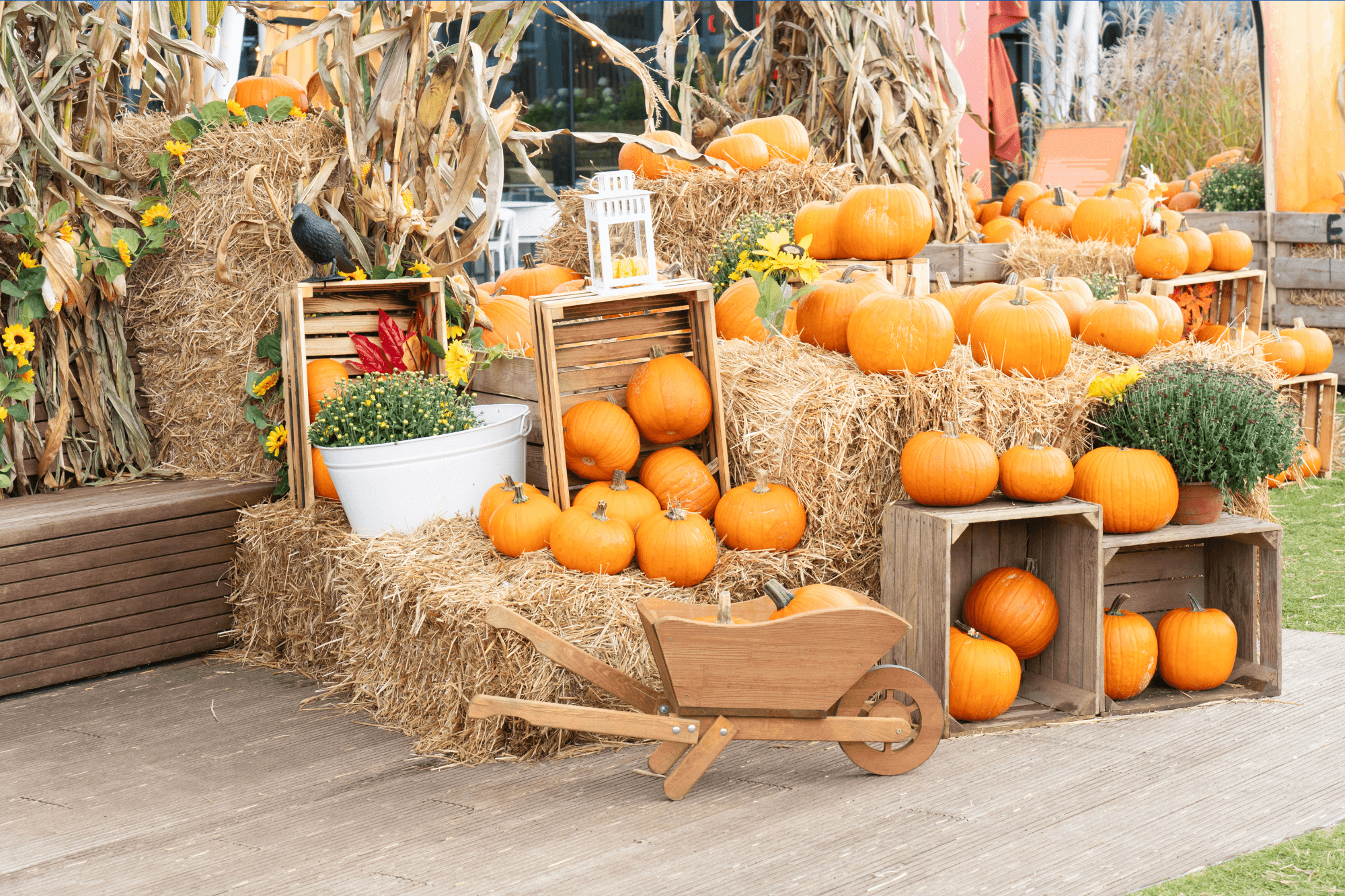 Pumpkin Patches Near Albany, Oregon for Fall 2025