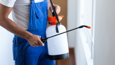 Keep Pests Out: 4 Pest Control Pros Serving the Albany, OR  Area