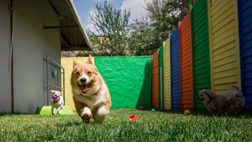 Where Pets Stay Happy: Top Pet Boarding Options in Salem, Oregon