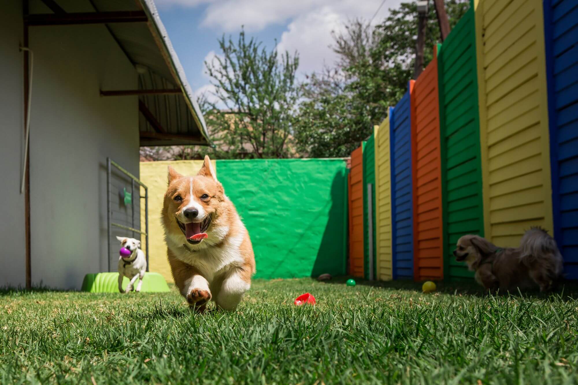 Where Pets Stay Happy: Top Pet Boarding Options in Salem, Oregon