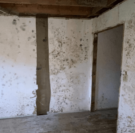 mold remediation salem oregon