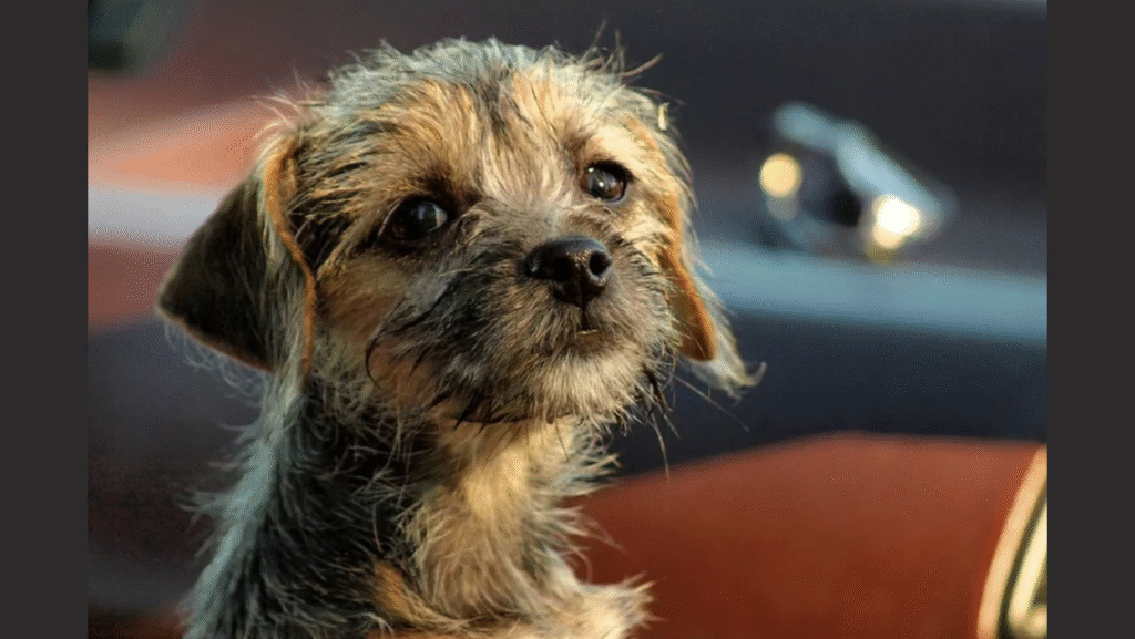 Puppy Dog Sniffany's Pet Boutique