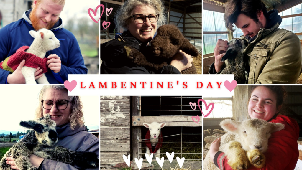 Lambentine’s Day