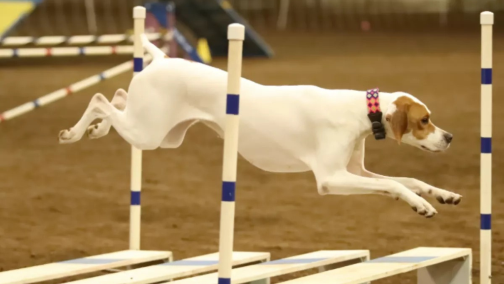 Linn County Kennel Club Show