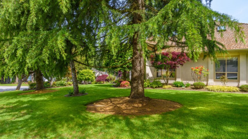 Why Should You Mulch Around Your Trees?