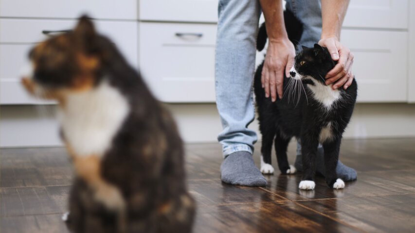 Is Your Pet Trying to Tell You Something? 5 Behavioral Signs to Watch For