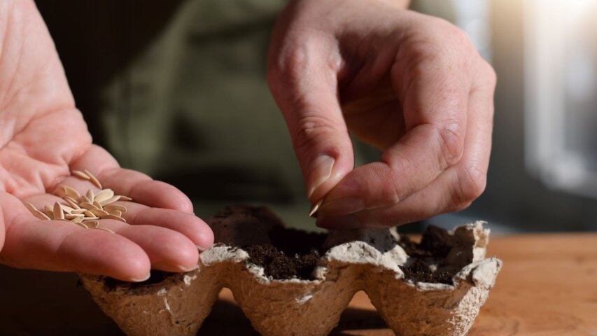 Seeds vs. Starts: What’s Best for Beginner Gardeners?