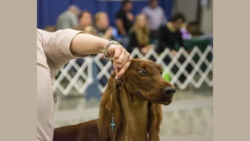 Chintimini Kennel Club All Breed Dog Show
