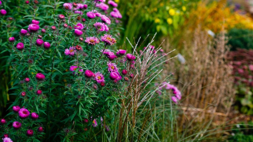 The Benefits of Native Plants for a More Resilient Garden