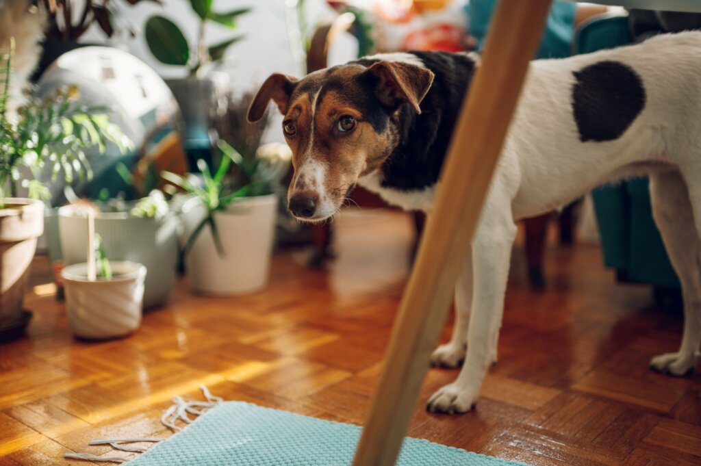 rescue dog whirlocal