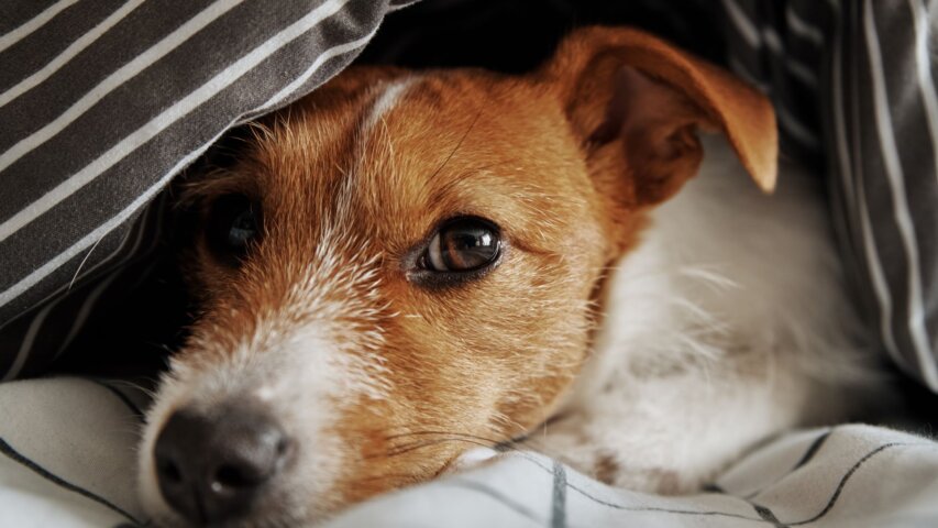 Why Some Rescue Dogs Seem “Shut Down” During the First Few Weeks at Home