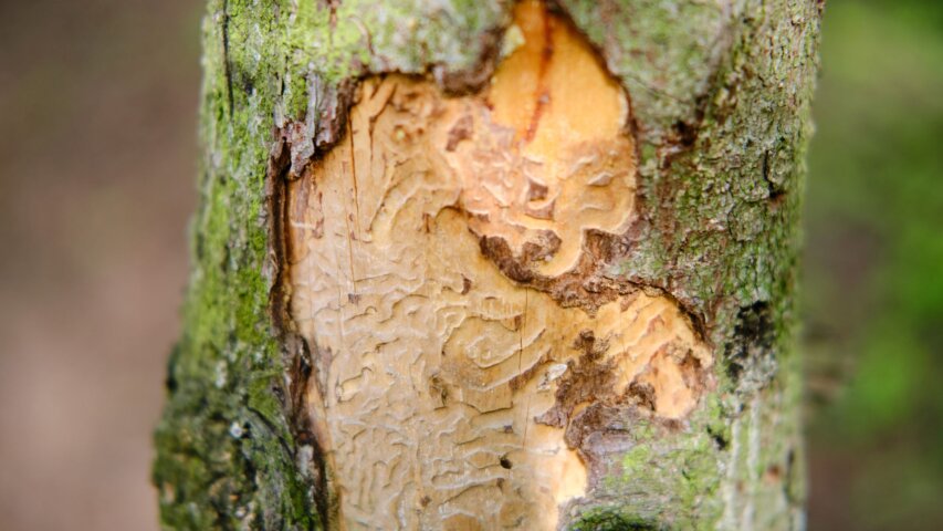 Spotting Tree Trouble Early: Signs of Disease or Instability
