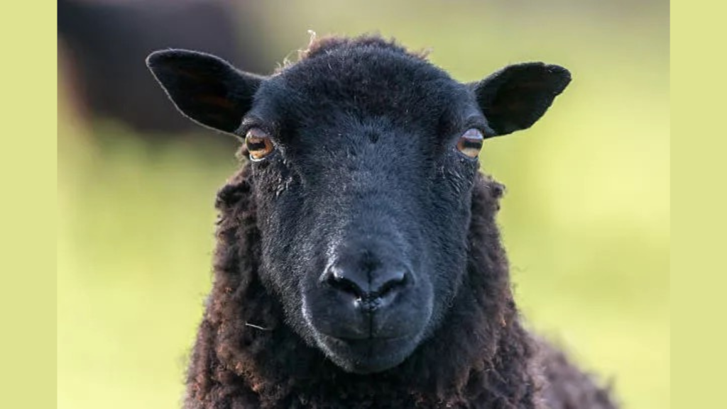 Black sheep