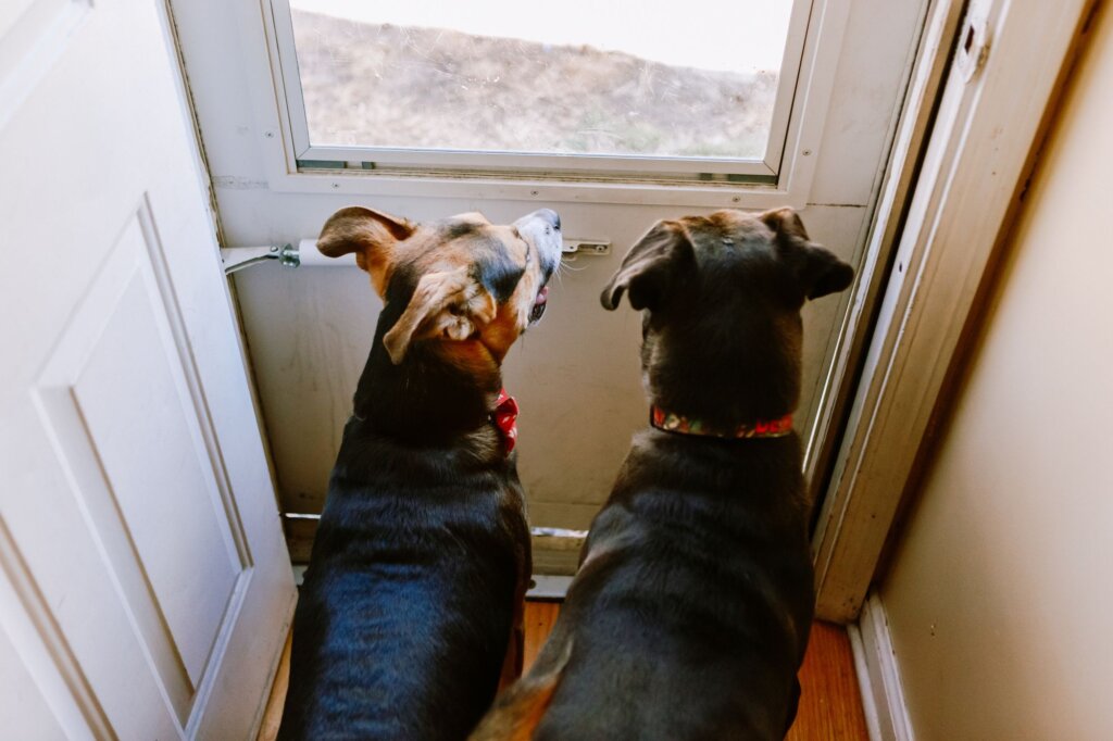 two dogs at door