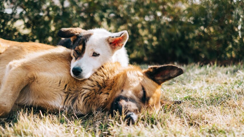What to Ask Before Adopting a Second Dog