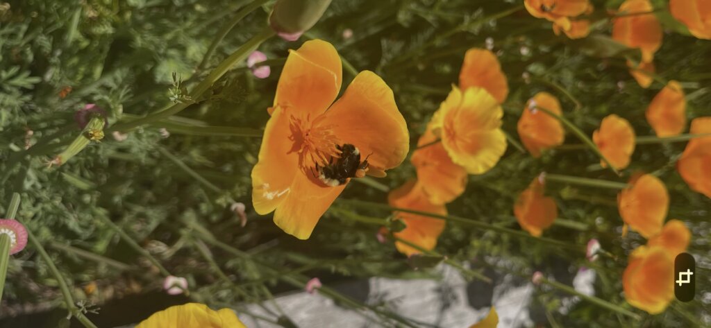 Lifecycles of Native Bees and How to Attract Them To Your Yard