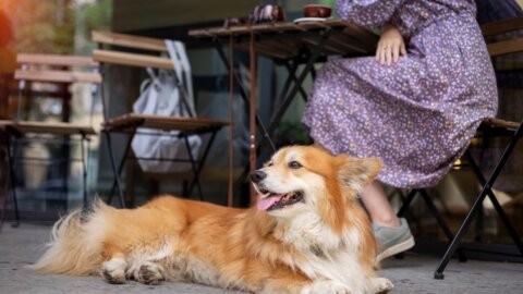 Dog-Friendly Restaurants in Salem, Oregon (2026)