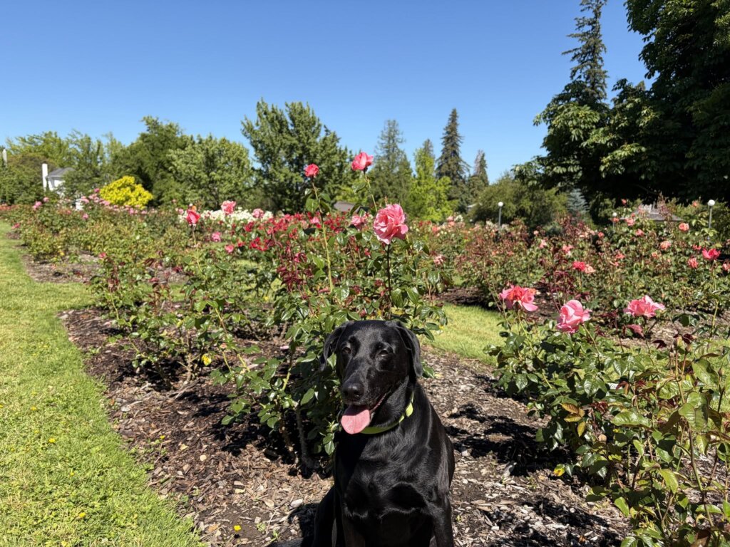 July Sketching at Bush Park Rose Garden
