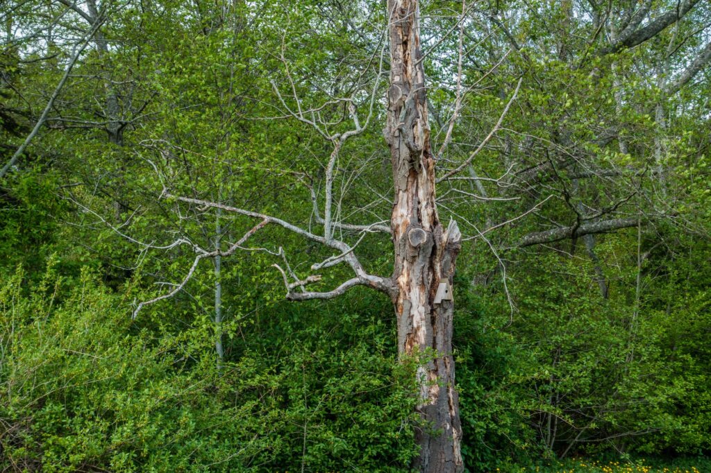 Dead tree