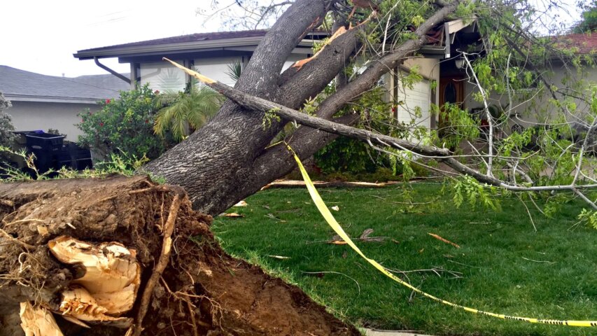 Tree Maintenance Tips to Prevent Storm Damage