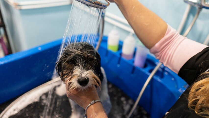 How Often Does Your Dog Really Need Grooming?