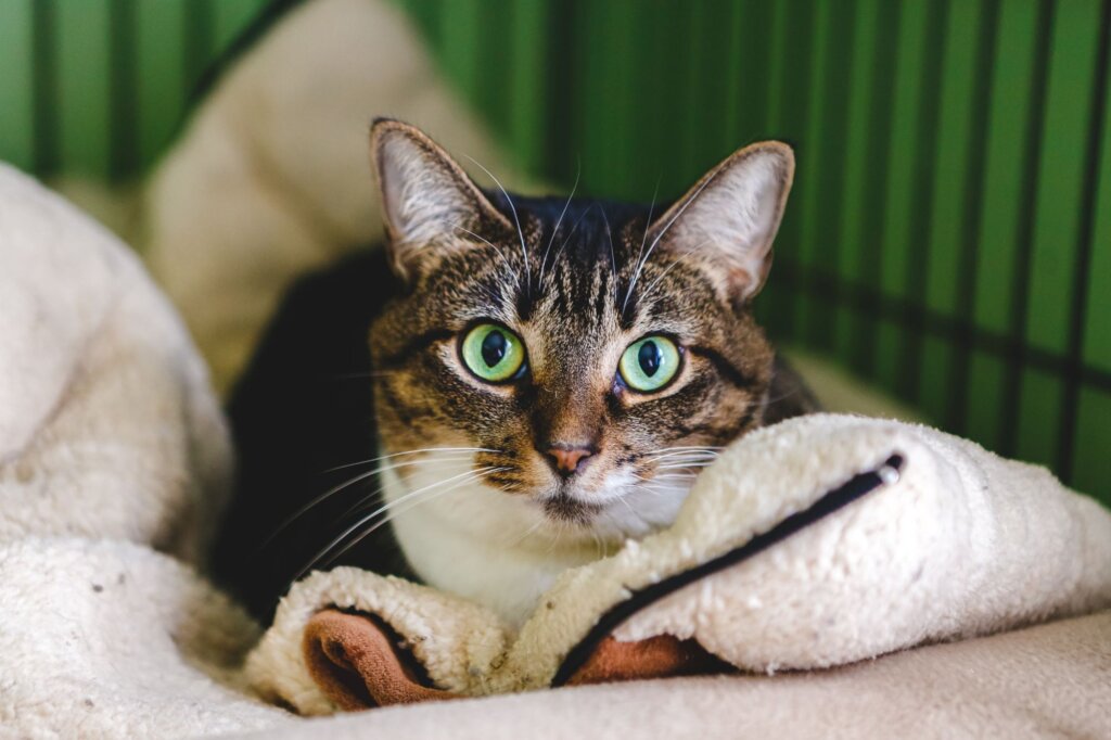 Pet adoption WhirLocal