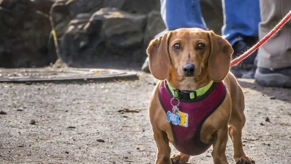 Dog Tails In Parade