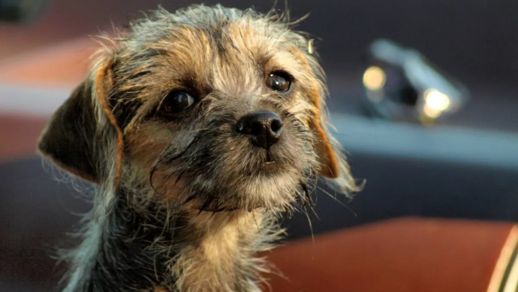 Dog for Adoption