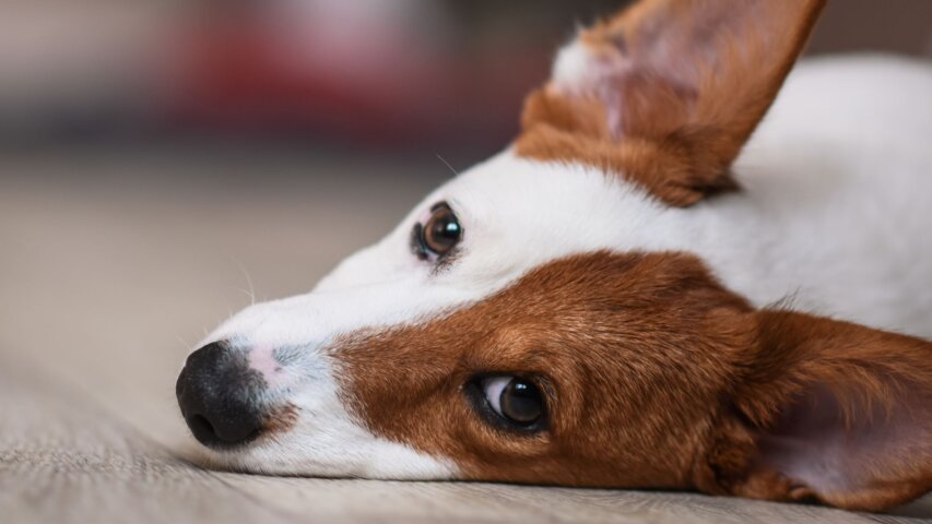 How to Prepare Your Home for a Rescue Pet With Anxiety