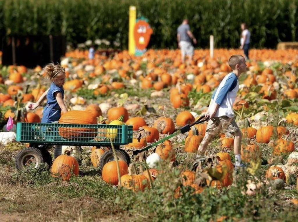 E.Z. Orchards HarvestFest