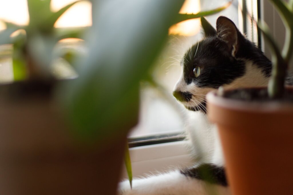 Anxious rescue pet WhirLocal