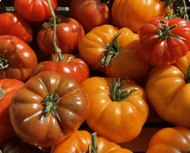 A Toast to Tomatoes