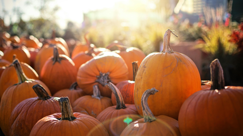Pumpkin Patches Near Albany, Oregon for Fall 2026